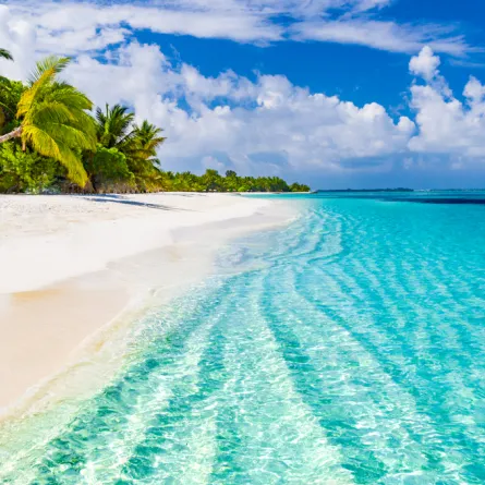 الغوص في شواطئ ماوي السياحية