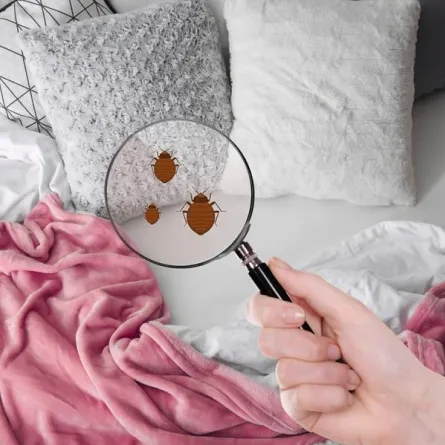 التدبير المنزلي: طرق مكافحة الحشرات 