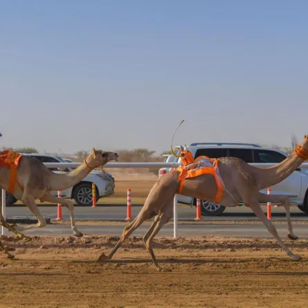 أبرز أعمال اللجنة الفنية باتحاد الهجن في مهرجان سمو ولي العهد
