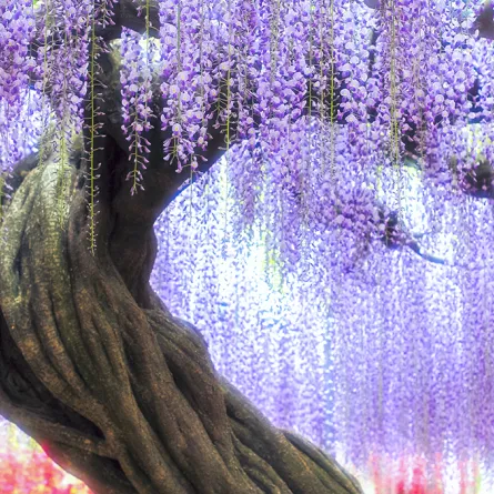 أكثر الأشجار روعة في العالم