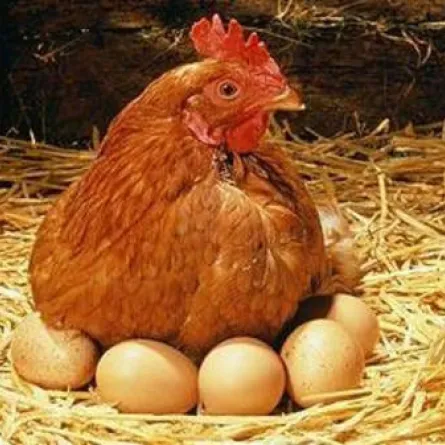 من جاء أولاً البيضة أم الدجاجة؟  علماء الفيزياء يتوصلون إلى الإجابة!