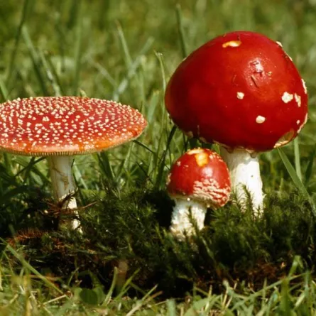 فطر عيش الغراب مفيد لمرضى السكري