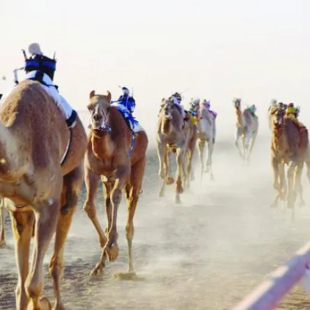 وليّ العهد السعودي يرعى الحفل الختامي لمهرجان الهجن