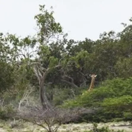 شاهد .. ظهور نادر لزرافة بيضاء اللون في محمية كينية