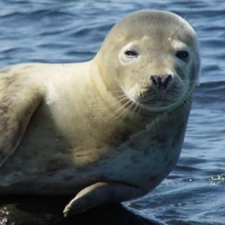 فيديو.. فقمة تخرج فجأة من البحر وتُهاجم شخصًا في نيوزلندا