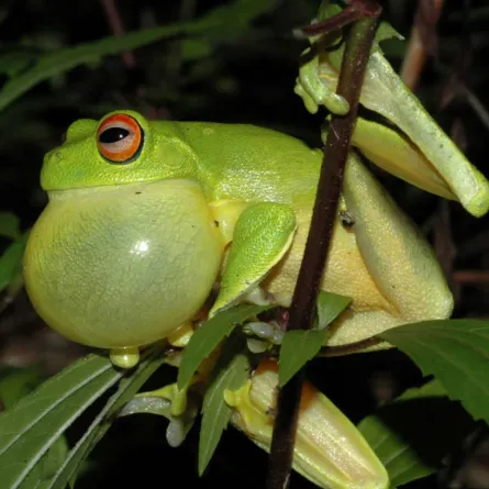 محكمة أمريكية تنظر قضية لضفدع صغير مُهدّد بالانقراض!