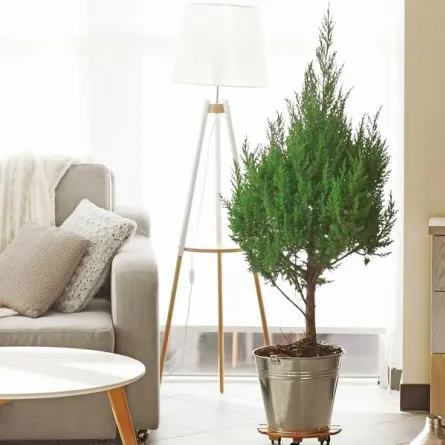 صور ديكور صالات شقق صغيرة