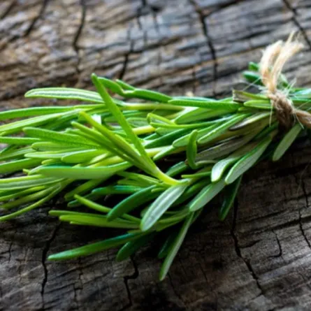 فوائد اكليل الجبل العلاجية بالـ "انفوغرافيك"