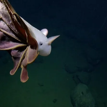 مشهد مذهل.. رصد الأخطبوط النادر للغاية «ذو الأذنين» في أعماق المحيط