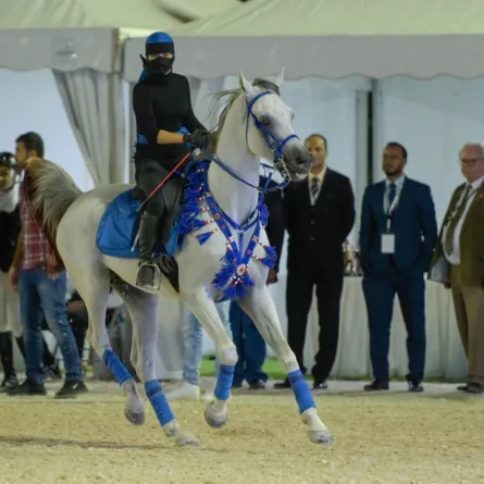 فارسات "سما الخيل النسائي" يخطفن الأضواء في مهرجان "جمال الجواد العربي"