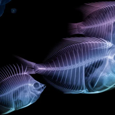 كأنه يعرض «روح» الأشياء.. فنان يستخدم الأشعة السينية في معرضه الفني