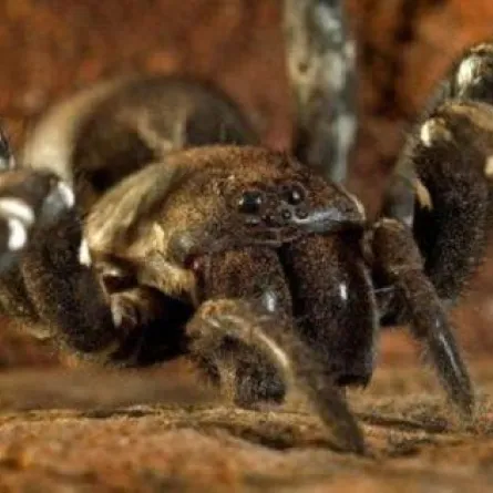 العلماء يكتشفون نوعاً من العناكب يُفرز حليباً أكثر فائدة من حليب الأبقار!