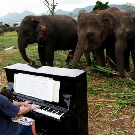 بريطاني يُعالِج الأفيال بالعزف على البيانو!