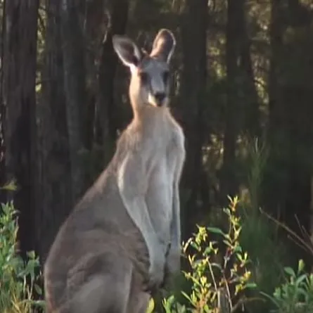 فيديو.. رجل يتعرض لهجوم من كنغر بري.. وكلابه تنقذه