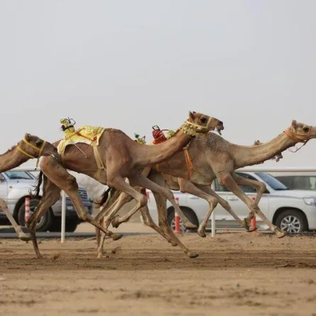 انتهاء موعد التسجيل في سباق الهجن... وهذه هي شروط قبول المتسابق