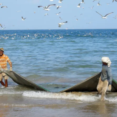 دراسة: اختفاء 85% من الأحياء البحرية في الخليج العربي