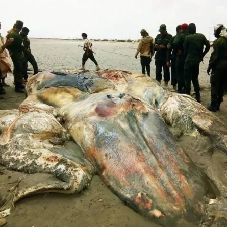 ظهور كائن بحري غريب ومرعب في شواطئ عدن