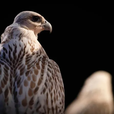 مهرجان الملك عبد العزيز للصقور يسدل الستار على نسخته الأولى