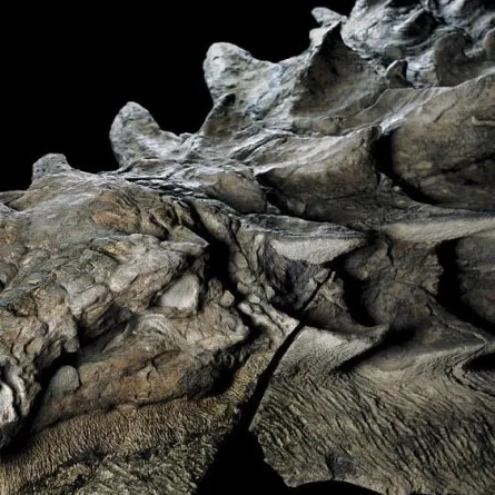 في الصين.. حفرية ترصد مسار أصغر ديناصور معروف في التاريخ