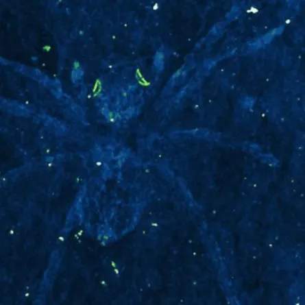 عناكب نفقت منذ 100 مليون عام.. وما زالت عيونها تلمع!