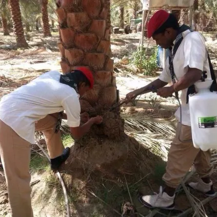 كشافة وادي الدواسر يُساهمون في مكافحة سوسة النخيل الحمراء