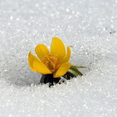 21 آذار.. بدء "الاعتدال الربيعي" في النصف الشمالي من الكرة الأرضية