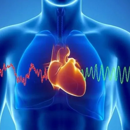 دراسة ..نبضات القلب المستقرة "تتنبّأ" بخطر وفاتِك!