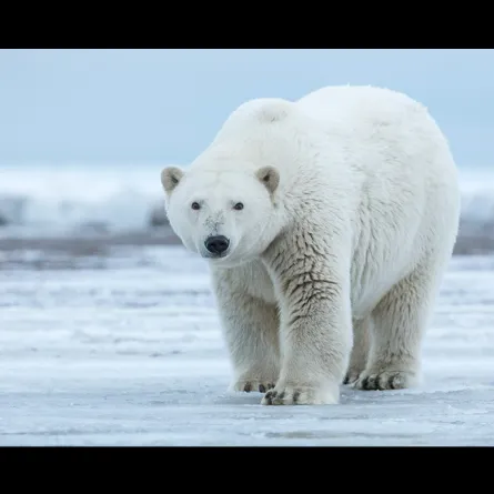 شاهد «أومكا».. الدب القطبي الضائع الذي وجدوه في قرية روسية