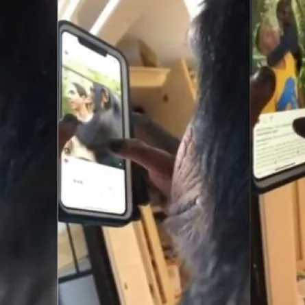 شاهد.. «شمبانزي» يتصفح «أنستغرام» بمهارة كبيرة عبر هاتف ذكي