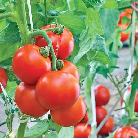 الطماطم تعزز مناعة الجلد وتخفض خطر السرطان