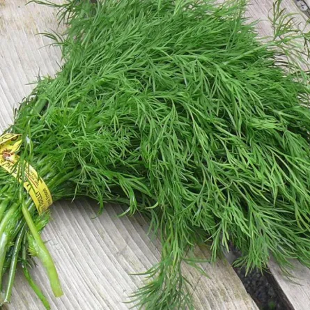 فوائد الشومر للجهاز الهضمي ومحاربة السرطان