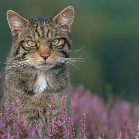 القط البريّ الإنجليزي يعود إلى الحياة بعد انقراضه منذ 150 عاماً