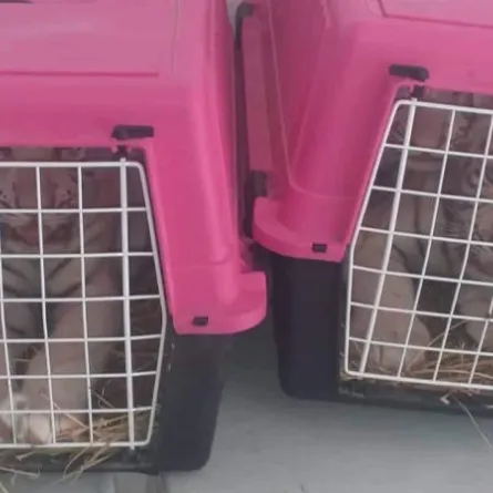 الجمارك التونسية تحبط تهريب 4 أشبال من «النمور البيضاء» النادرة