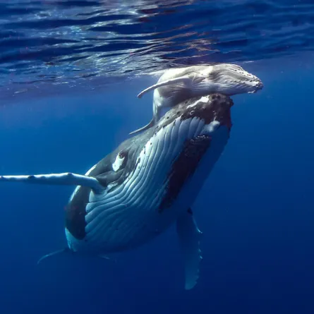 للمرة الأولى علماء يسجلون صوت أحد أندر الحيتان في العالم 
