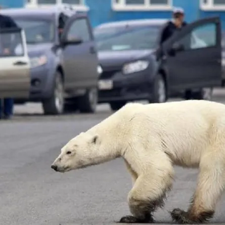 دب قطبي يهاجم مدينة روسية ويرعب ساكنيها