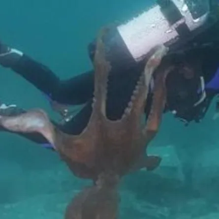 شاهد..أخطبوط يهاجم غواصاً ويلفه بأذرعه الضخمة!