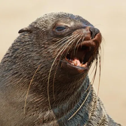 3 فقمات تغني بأصوات الأطفال