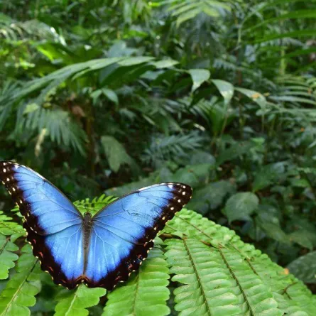 بالصور: اكتشاف مئات الأنواع «المنقرضة» والنادرة في هندوراس