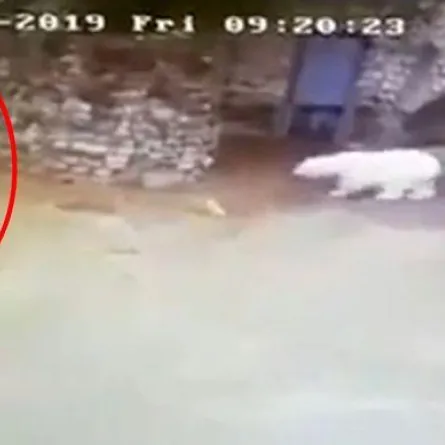 امرأة تستخدم مقشة اليد لردع دب قطبي