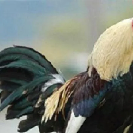 محكمة سويسرية تقضي بمنع صياح ديك ليلاً