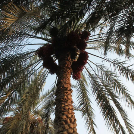 "الإمارات للفضاء" تزرع بذور النخيل على المريخ