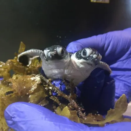 صور.. اكتشاف نوع جديد من السلاحف برأسين منفصلين وجسد واحد