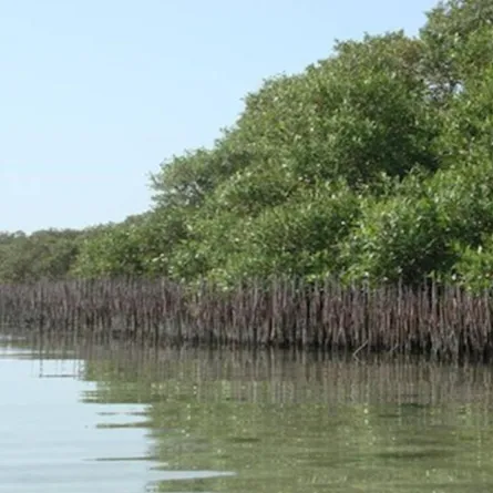 وزارة البيئة تستعرض 9 فوائد لأشجار المانجروف