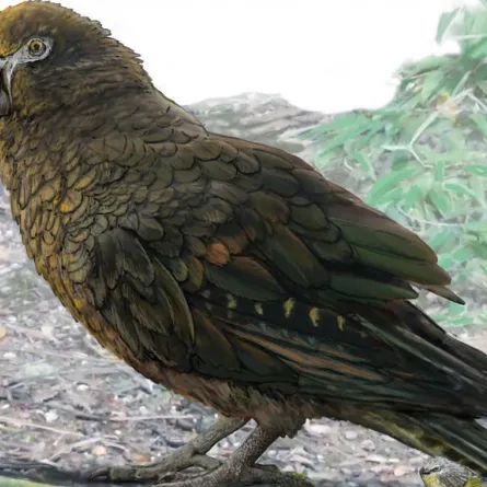 عاش قبل 19 مليون عام.. العثور على بقايا أضخم ببغاء في نيوزيلندا