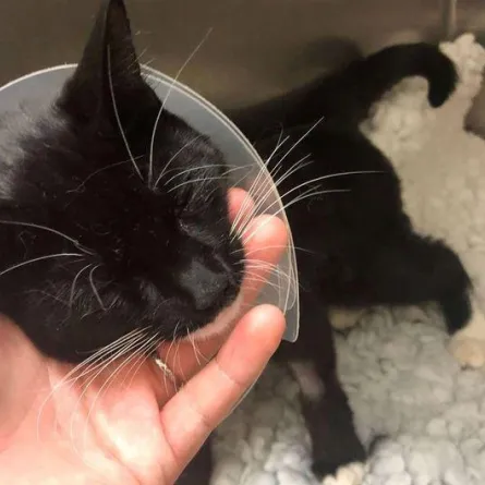 قطة تنجو من الموت بأعجوبة بعد تشغيل الغسالة وهي بداخلها