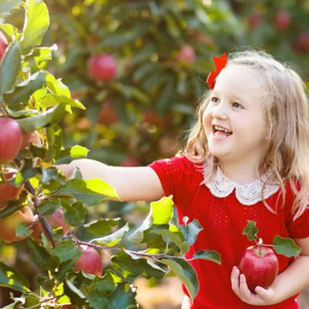 ما هي مواصفات التفاح المناسب لتغذية طفلك؟