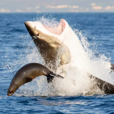 معركة دامية بين قرش وفقمة تحوّل مياه خليج أمريكي إلى الأحمر