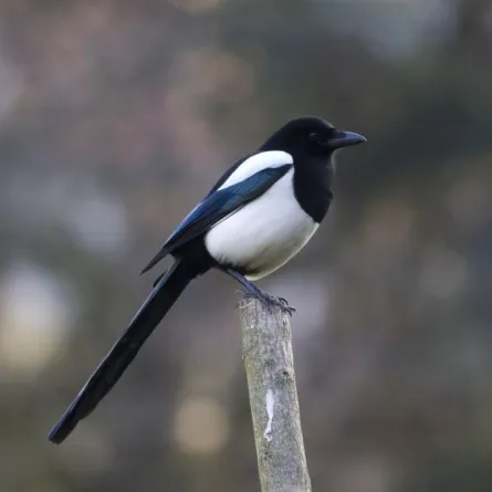 أغرب تقاليد وعادات الشعوب حول العالم