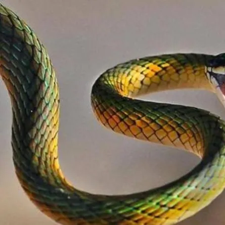 الرعب ينتشر في بلدة ألمانية بسبب هروب كوبرا سامة