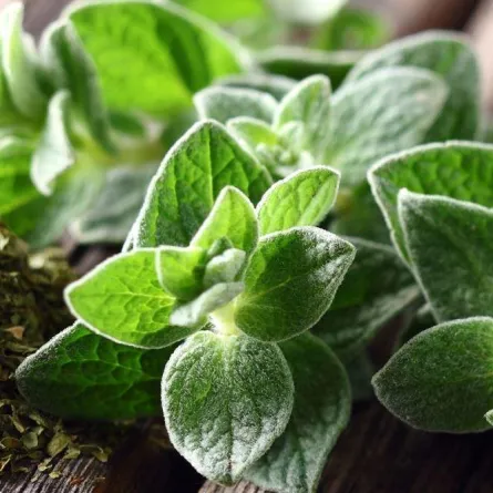 البردقوش للدورة الشهرية أكثر من رائع